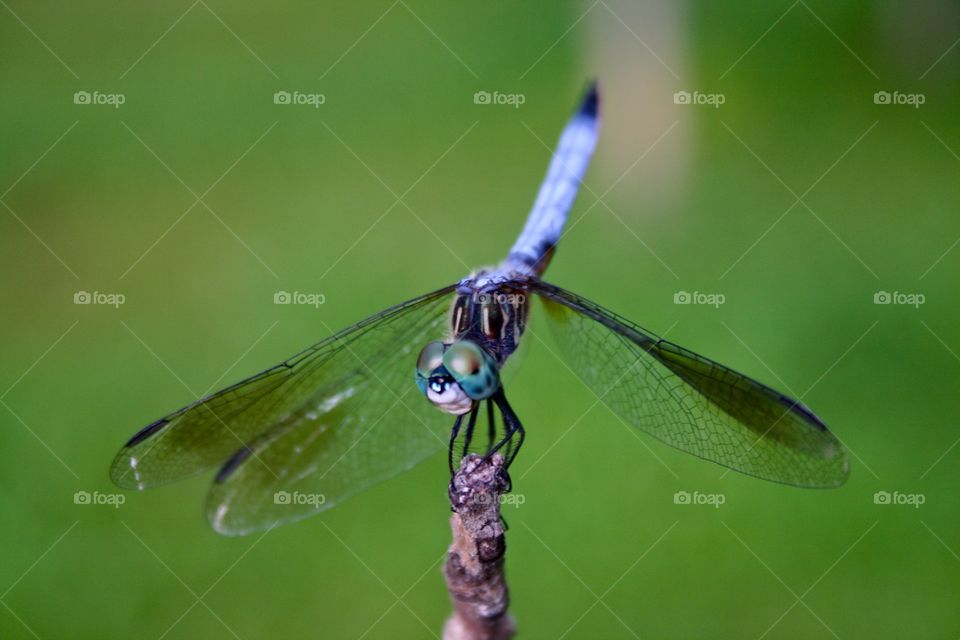 dragonfly