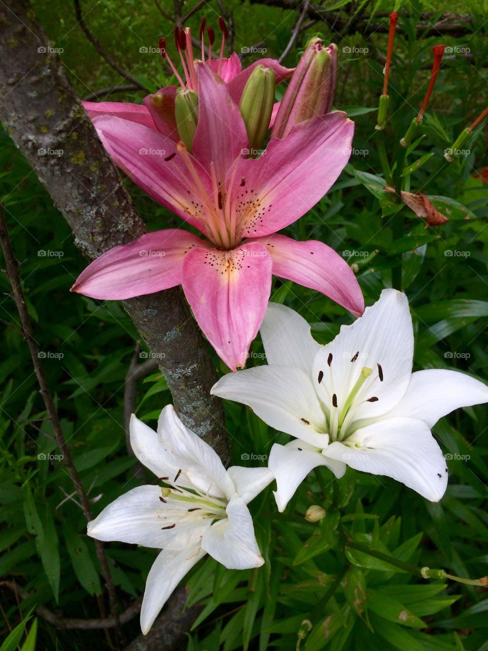 Lilies in bloom in Ohio 