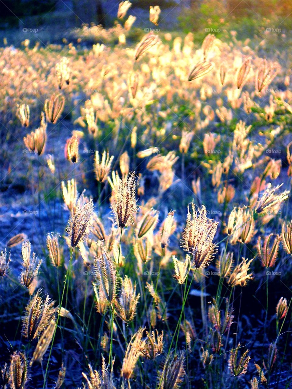 grass field