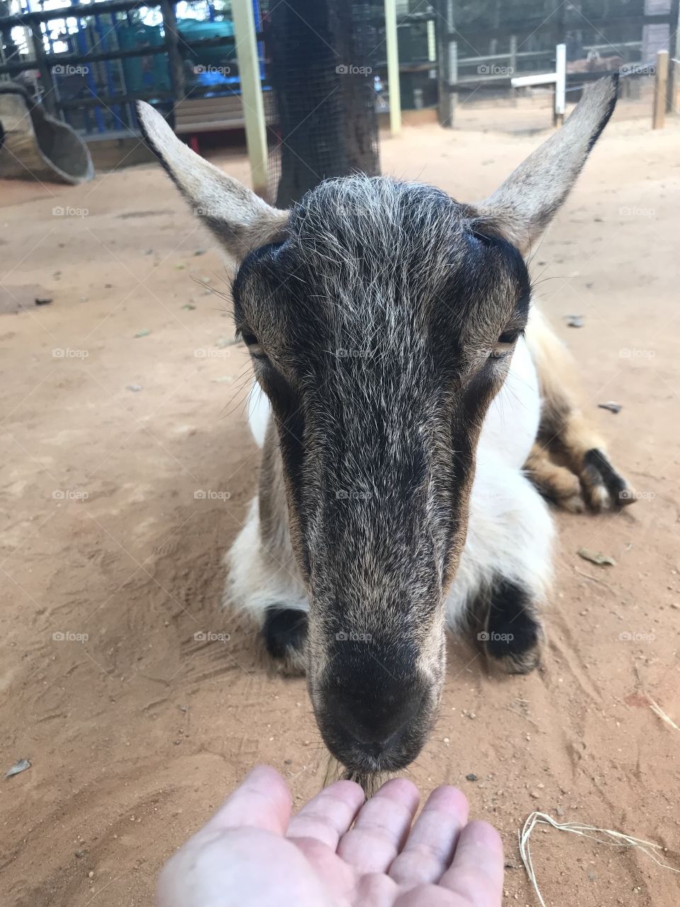 Feeding the goat 