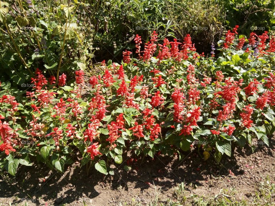 beautiful red flowers garden