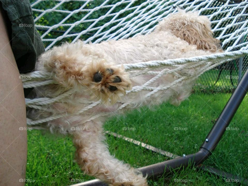 Poodle laying in hammock with legs sticking out bottom. Dog sleeping as he's rocked in the hammock. Grass is underneath us, hammock is white knotted rope.