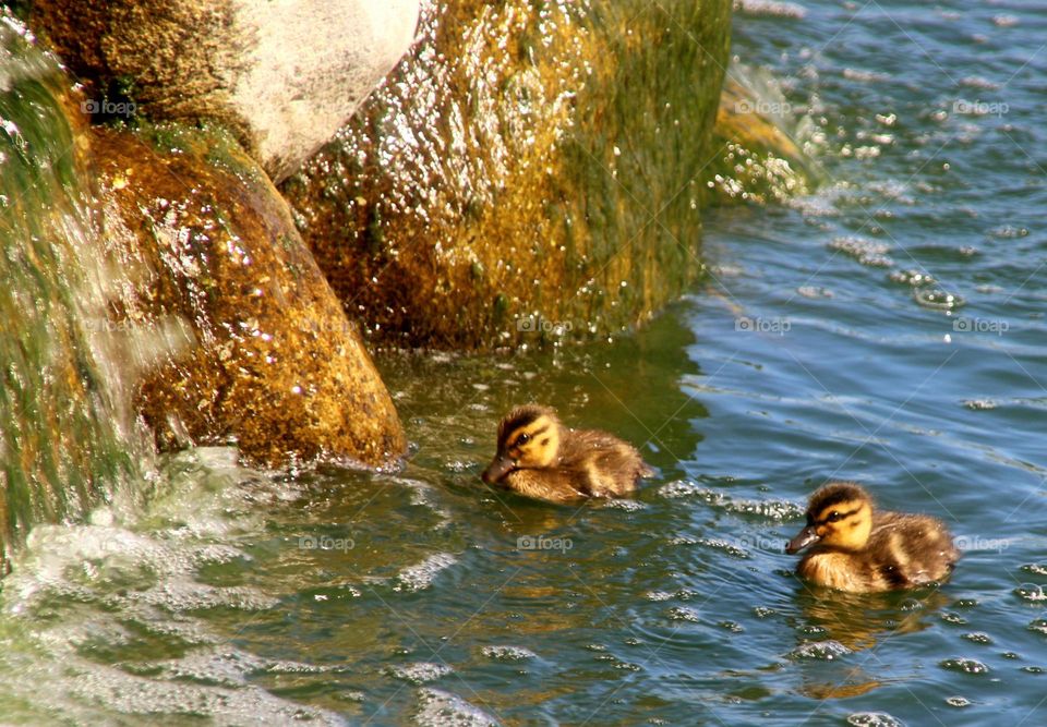 Two Ducklings at Waterfall