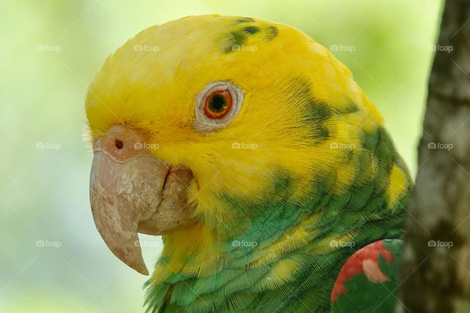 Portrait of beautiful Yellow-headed Amazon Parrot in Mexico on green blurry background behind the branch