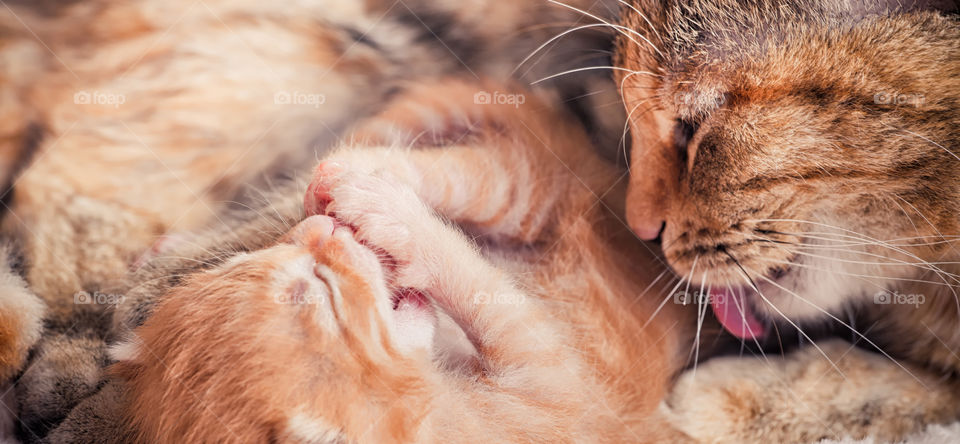 Red tabby newborn kitten portrait with his mother cat