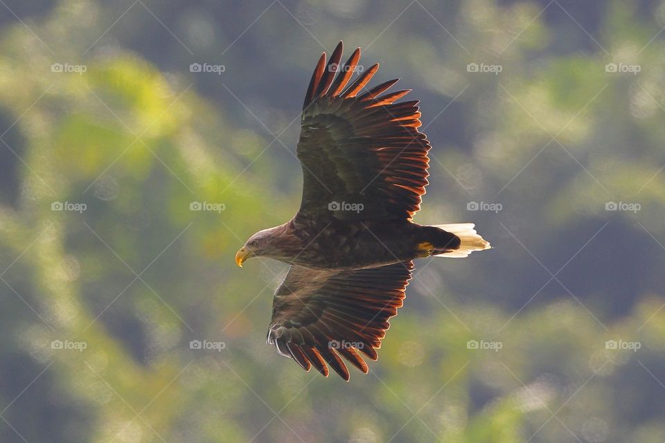 Beautiful and cute bird