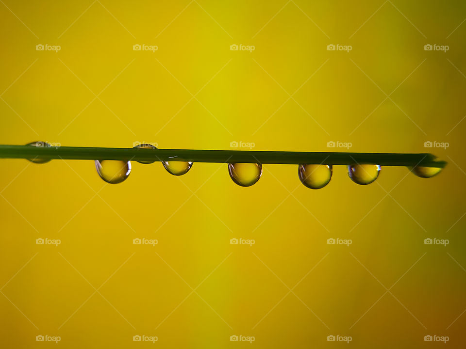 water drops on grass stalk on yellow background