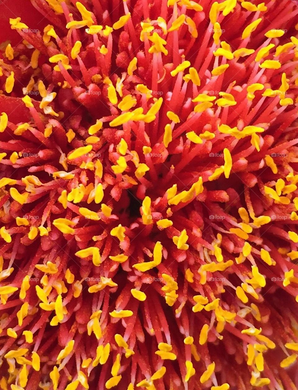 Close up of the middle of a flower 
