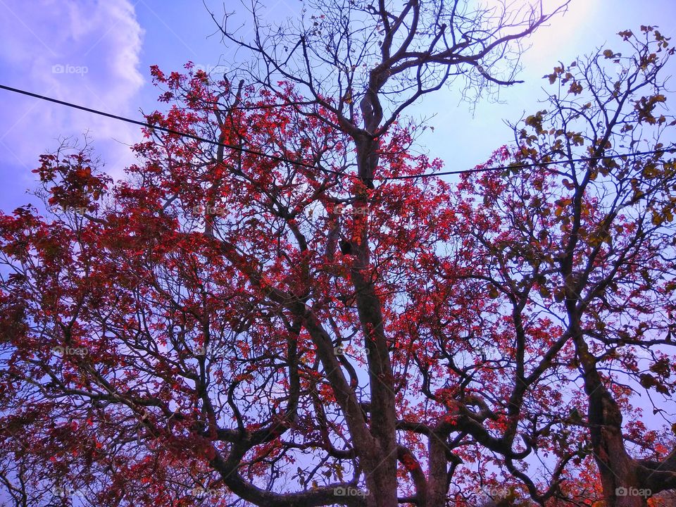 red leaf tree
