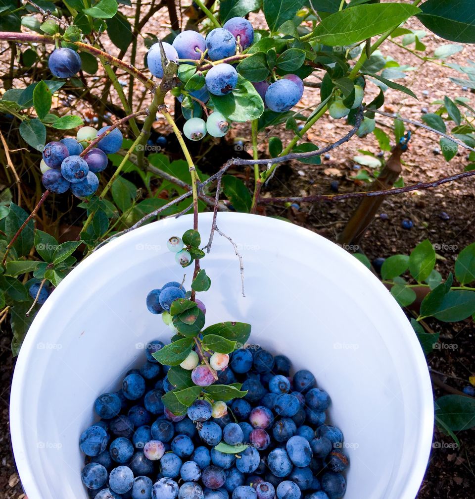 Fresh picked blueberry in bowl