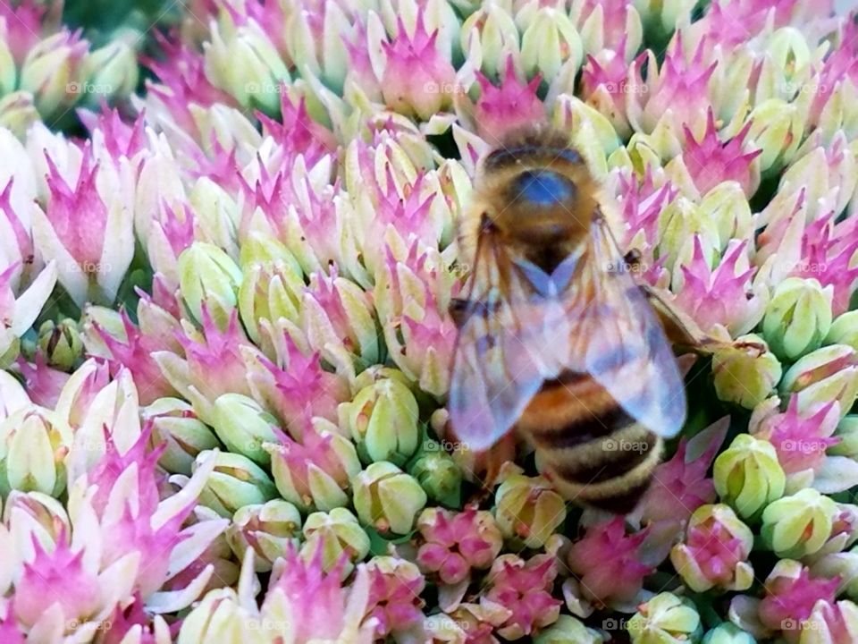 Bumble bee on our flowers