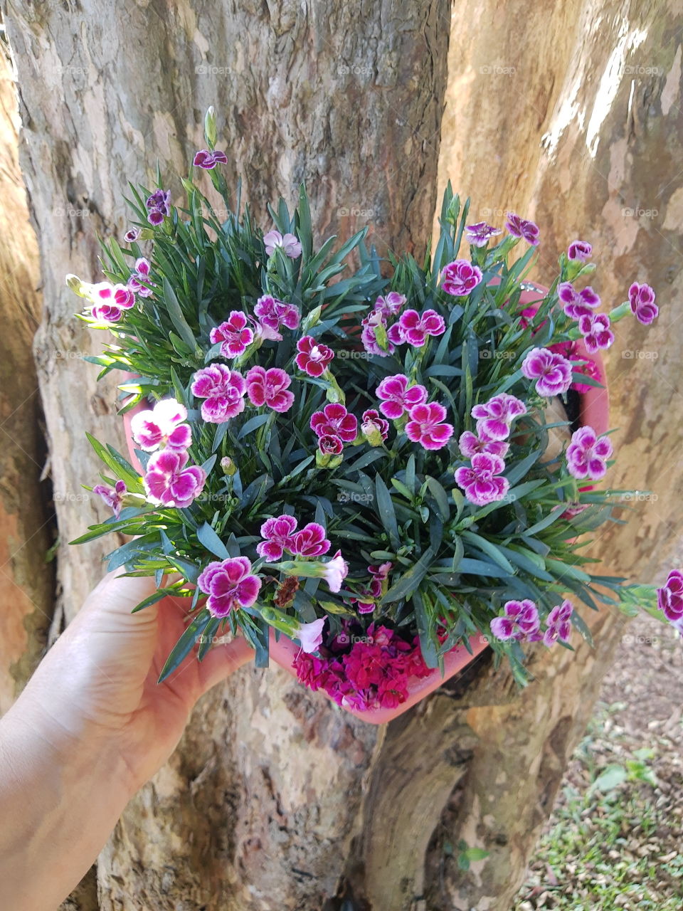 pink flowers