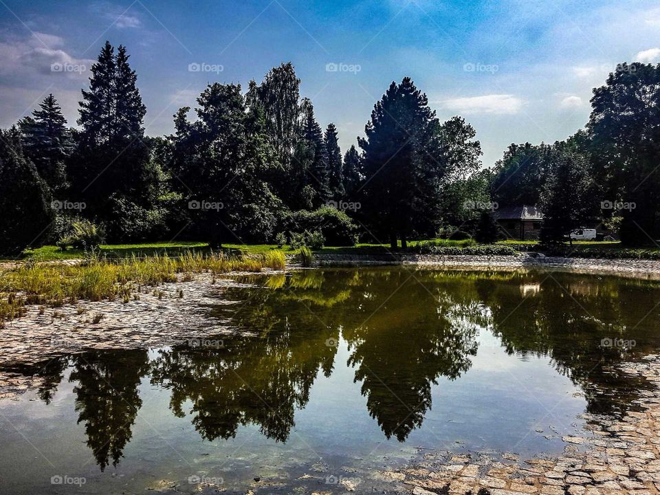 Trees reflecting in the park's pond