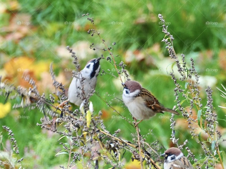 Sparrows