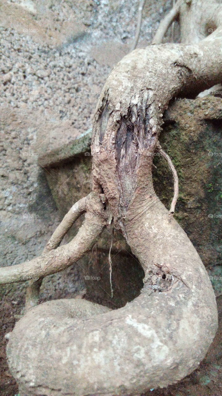 Tree roots, tree photo