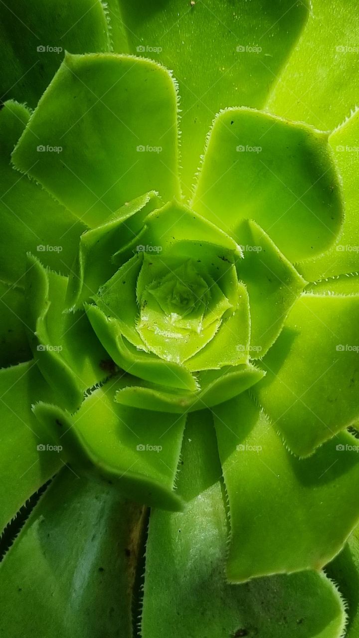 nice green flower