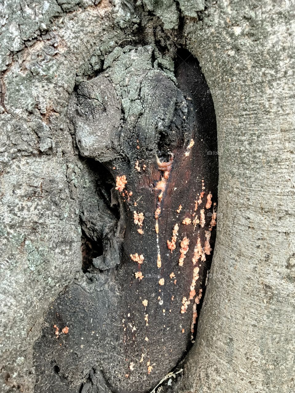 texture tree