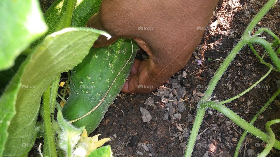 cucumber, backyard garden