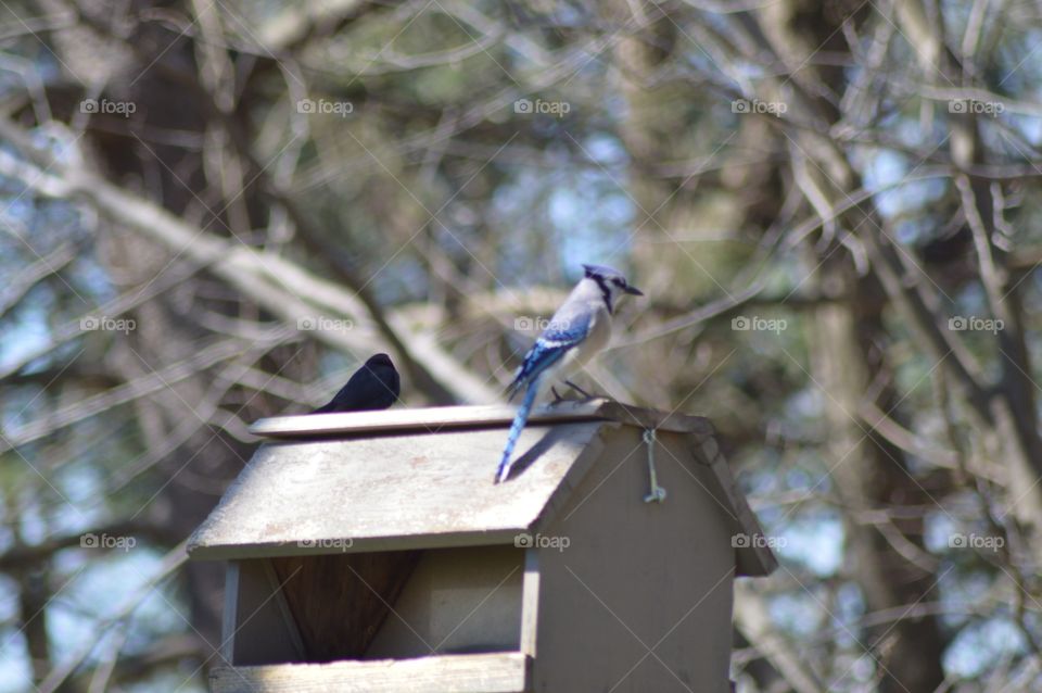 Blue Jay on Feeder