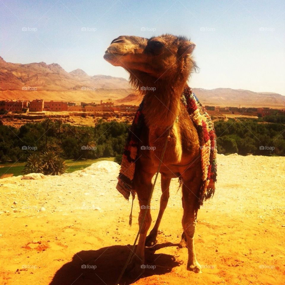 Camel in morocco