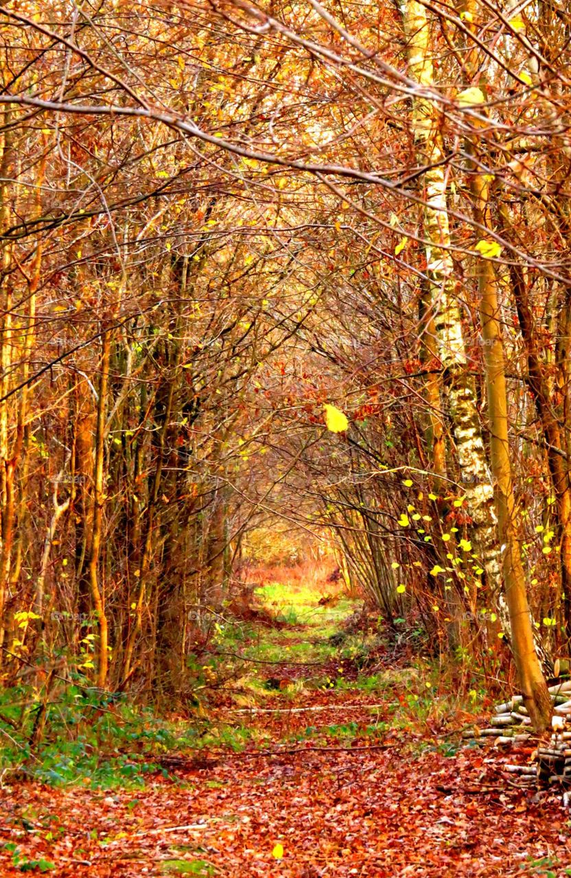 magical forest in Marchiennes North of France