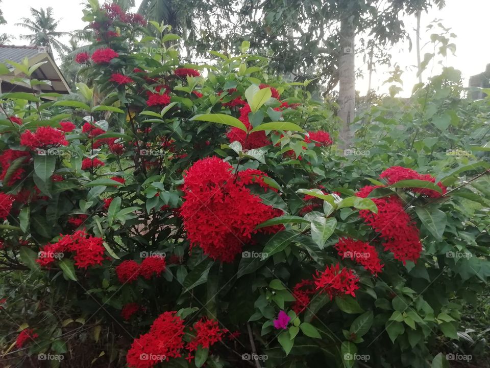 Flowers in the garden