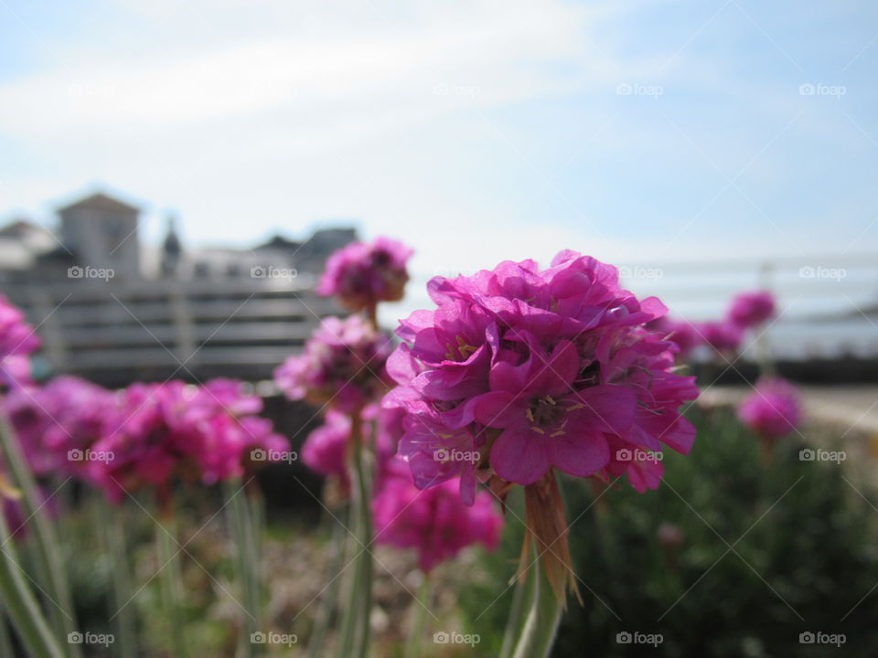 sea thrift