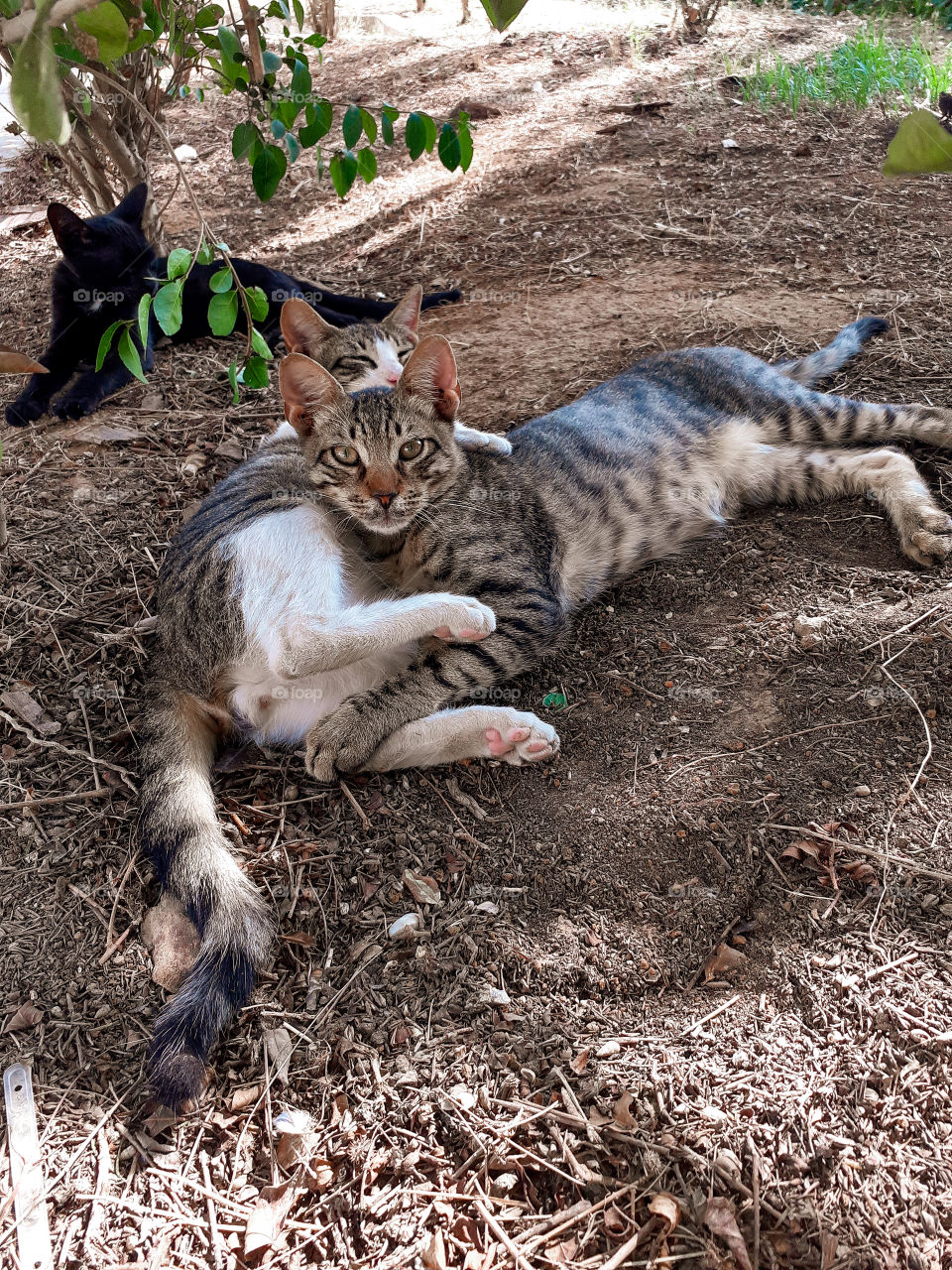 Best relaxing place for cats