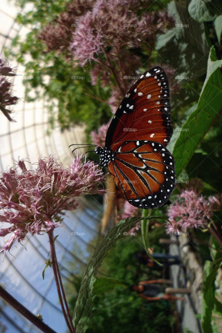 Close-up of butterfly on flower