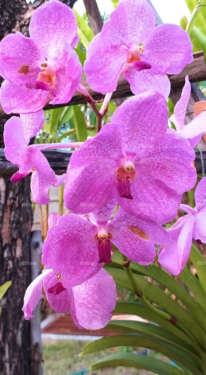 orchid. beautiful orchid. pink flower