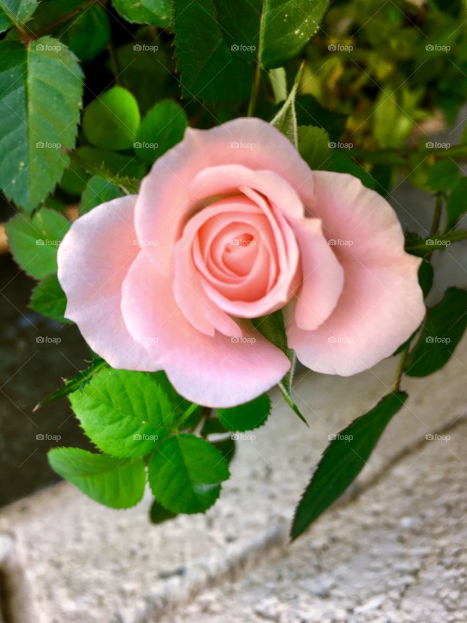 Flores bonitas da minha casa. Como a jardinagem é um hobby barato e relaxante! 🇧🇷

Beautiful flowers from my house. How gardening is a cheap and relaxing hobby! 🇺🇸