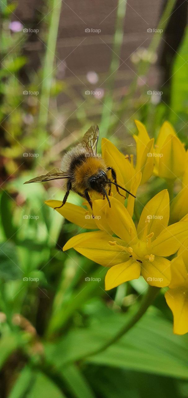 bee