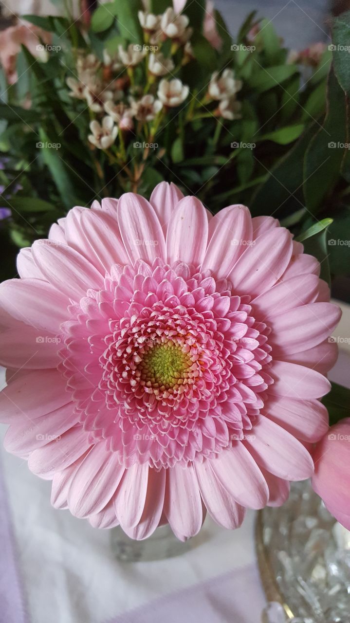 pink flower gerbera