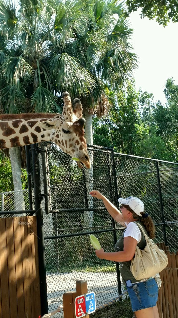 Hungry Giraffe Eating