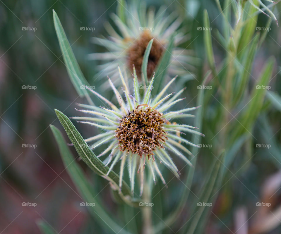 Desert flowers 