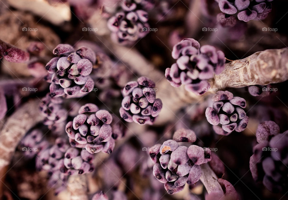 Flowers marcro 