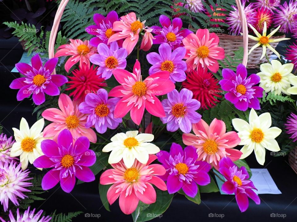 Dahlia Display. Harrogate Flower Show 2015