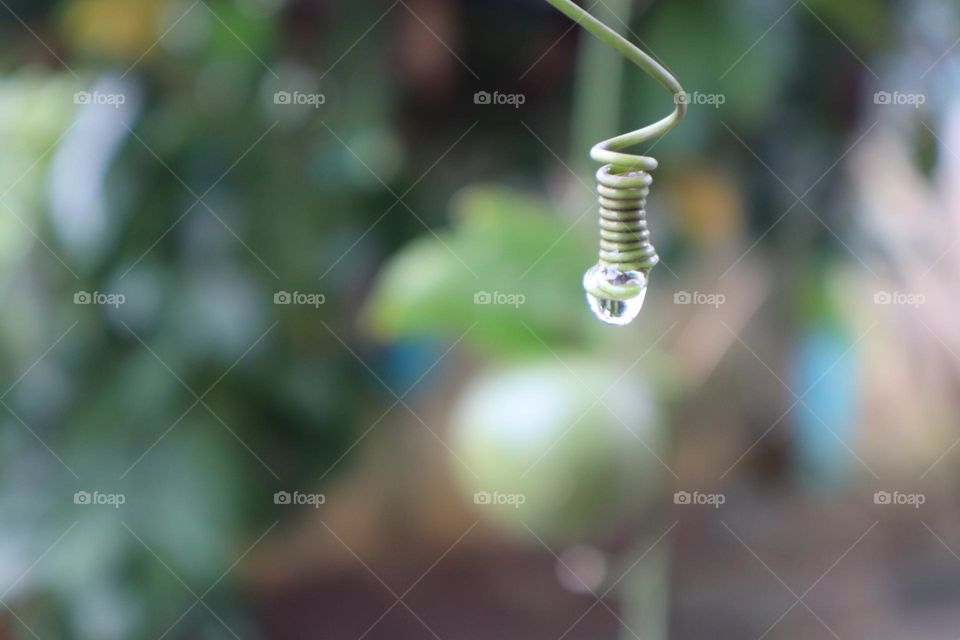 Dew drop in a tendril of a plant