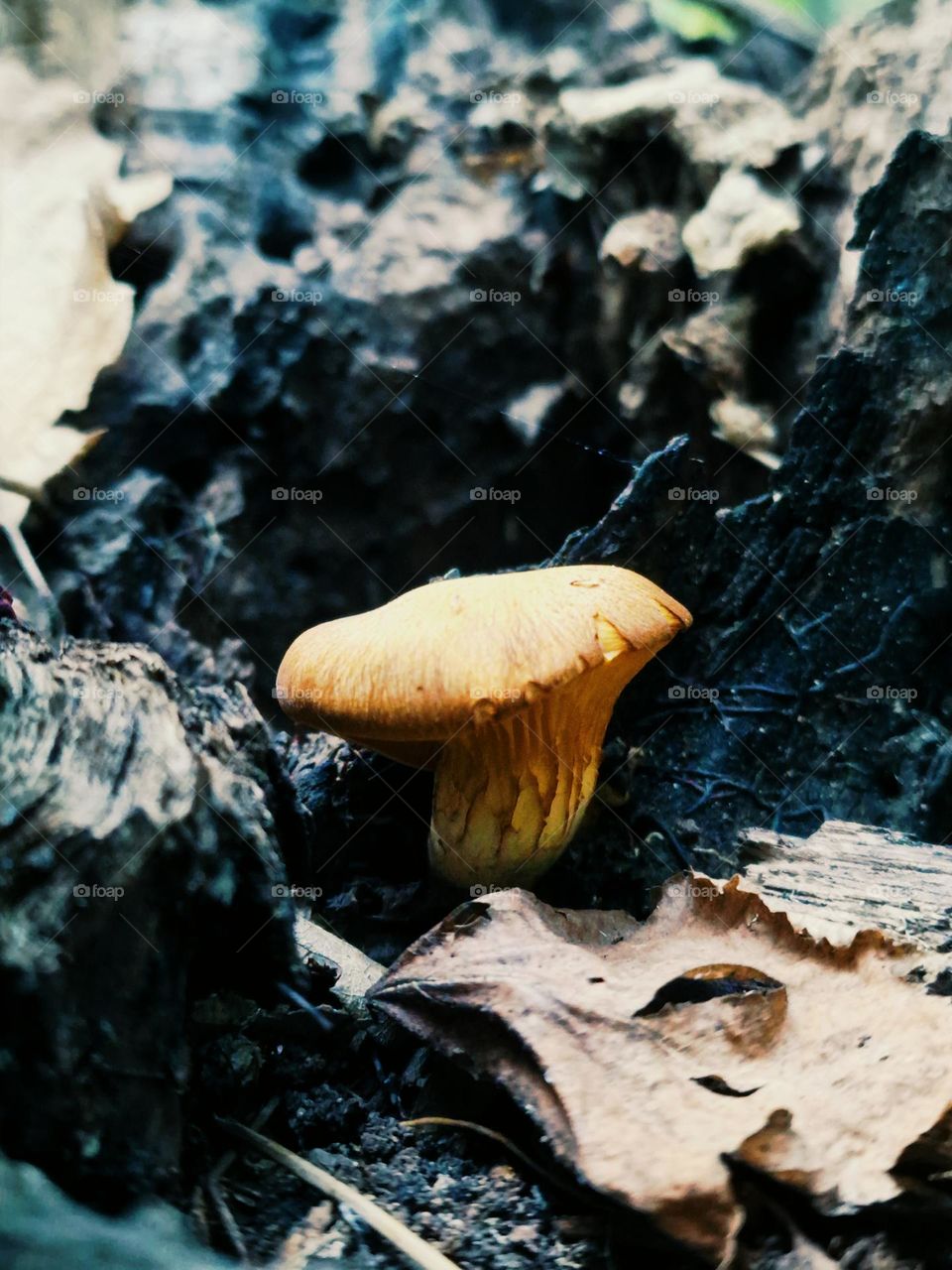 mushroom