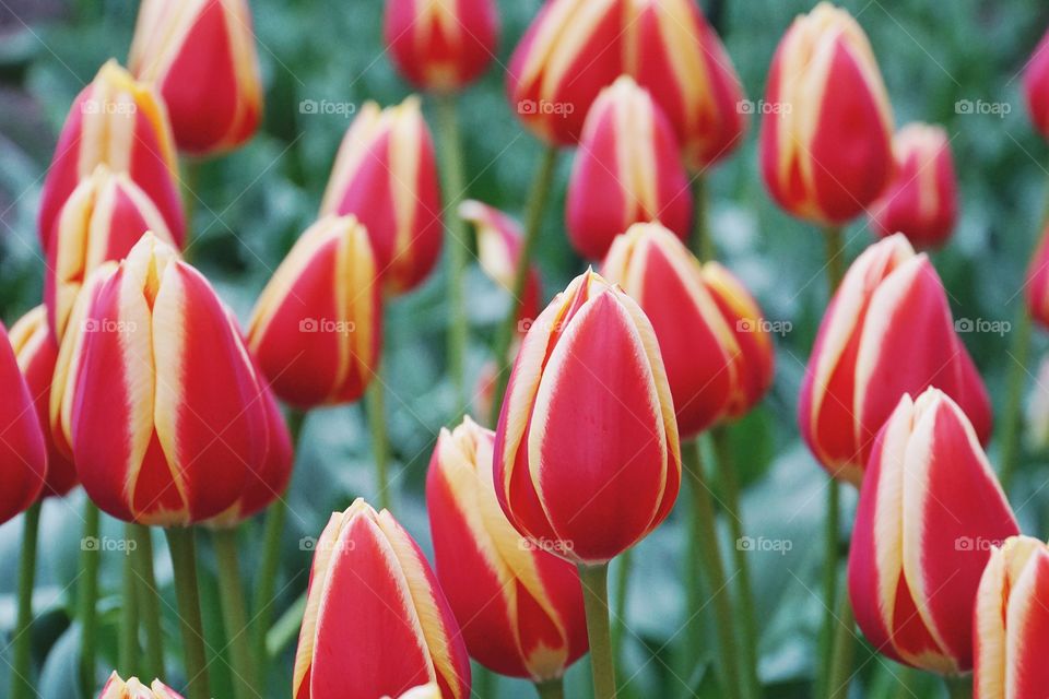 Red and yellow tulips in a field