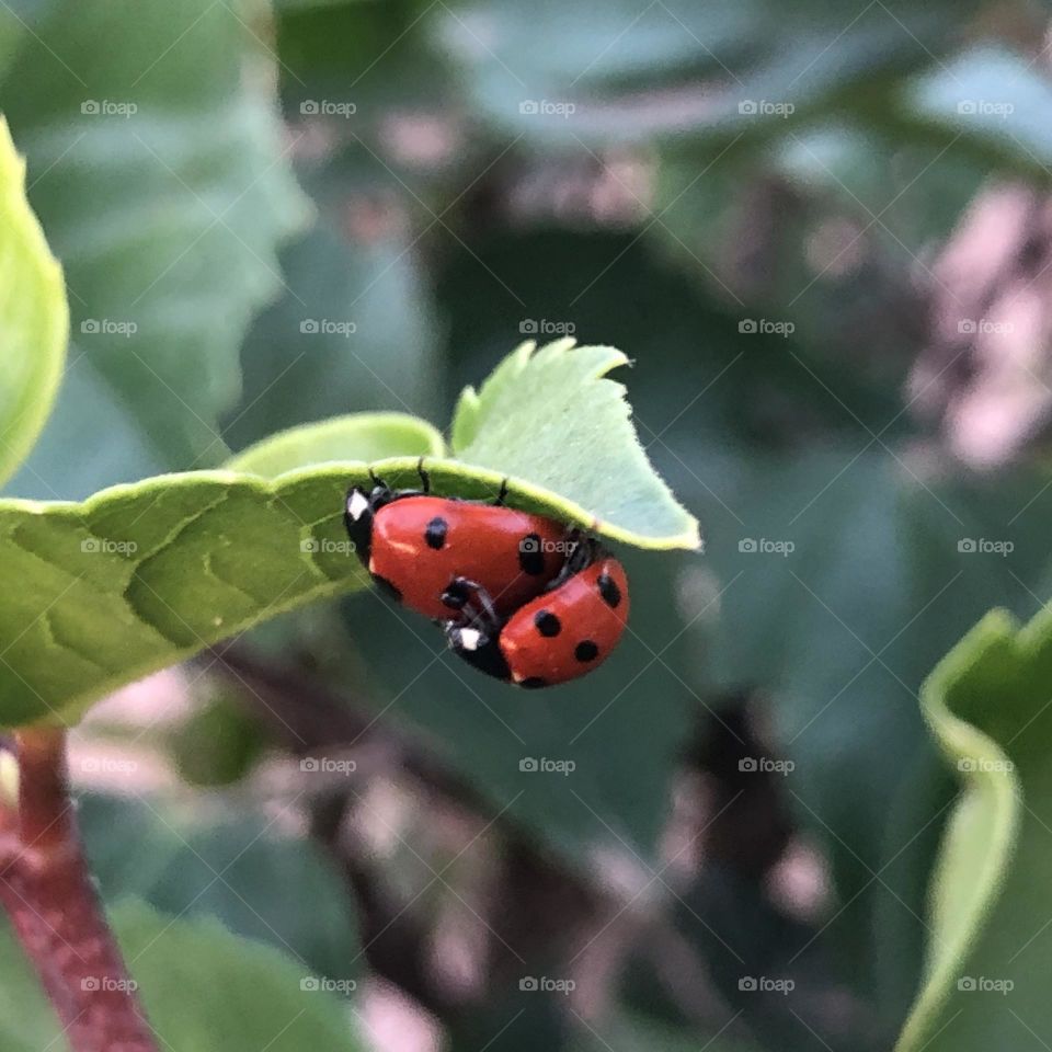 Mate of ladybugs on green leaves