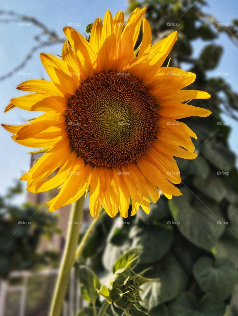 Do you also like sunflowers? Have you ever wondered what the symbol is?
SUNFLOWER represents happiness,optimism and honesty. Also, this plant is a symbol of wishing for a long life, peace and a sense of admiration towards the other party .