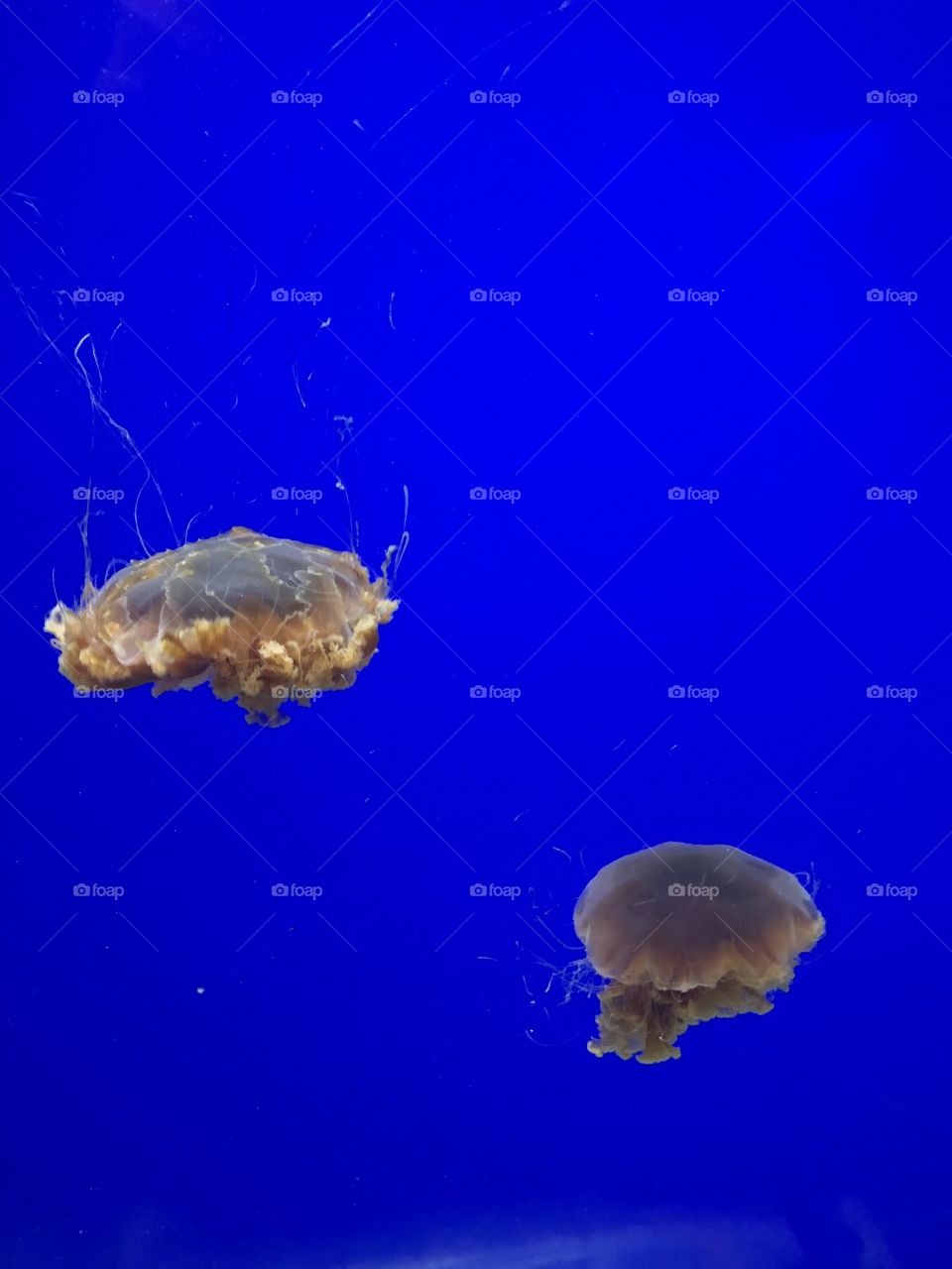 Jellyfish