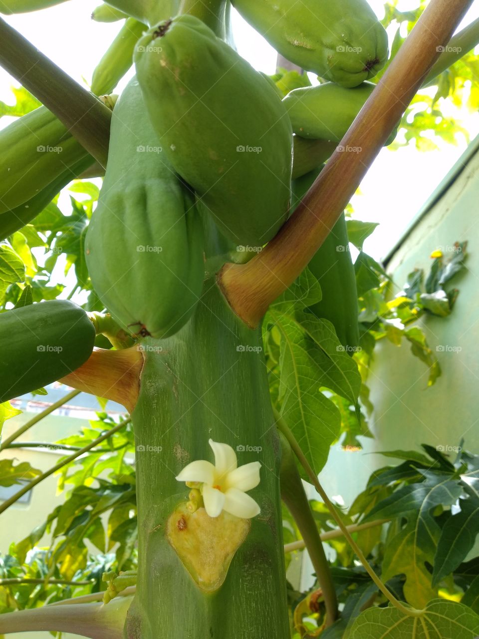 papaya flower