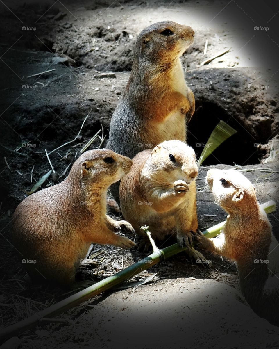 Gossip Girls. Somehow I think these prairie dogs are talking about us. Wonder what they are saying? They act so human!