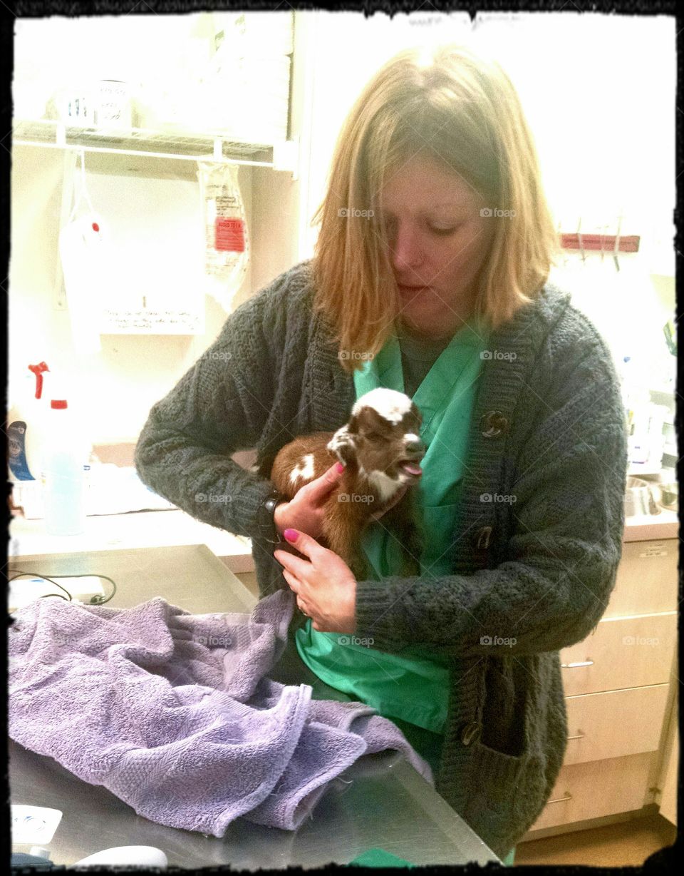 baby goat at the Hospital. a baby goat that didn't make it