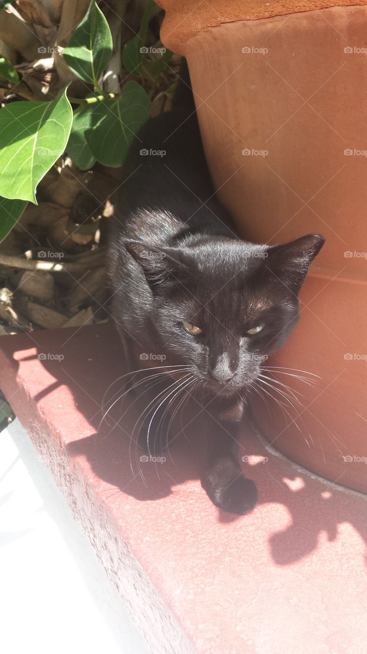 cool cat is friendly