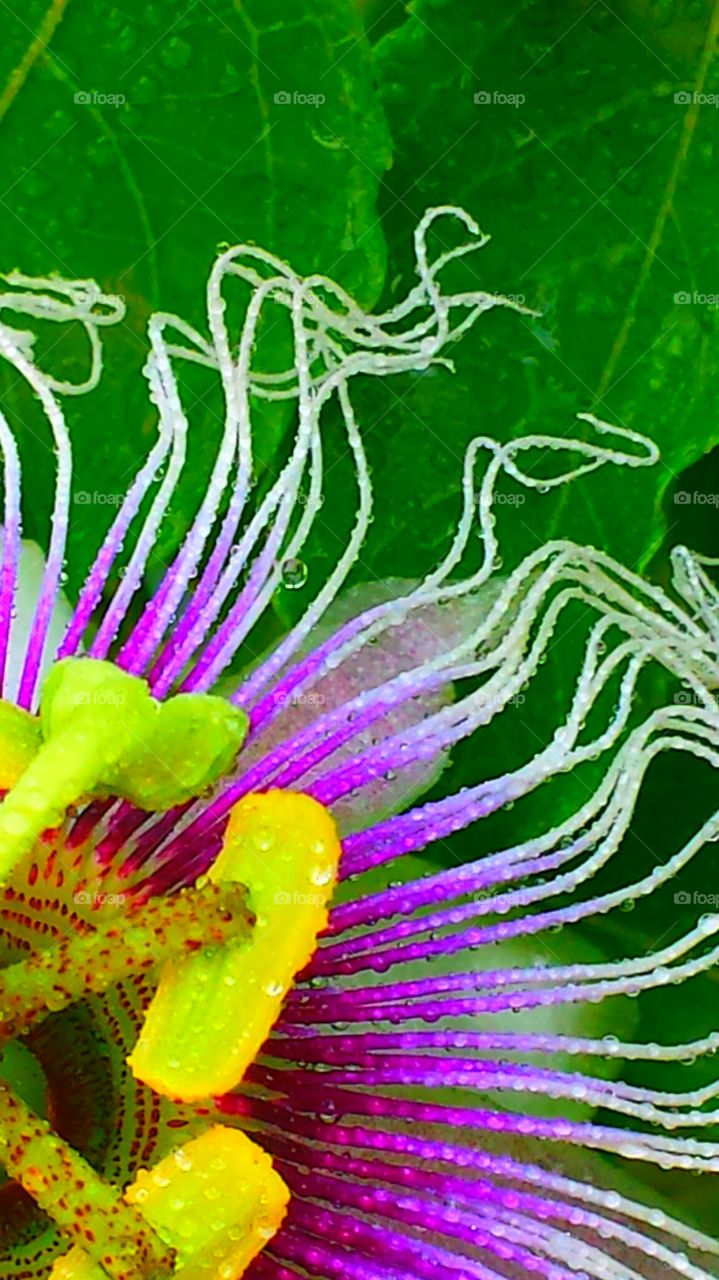 "Wet Passion Flower". Rainy Day