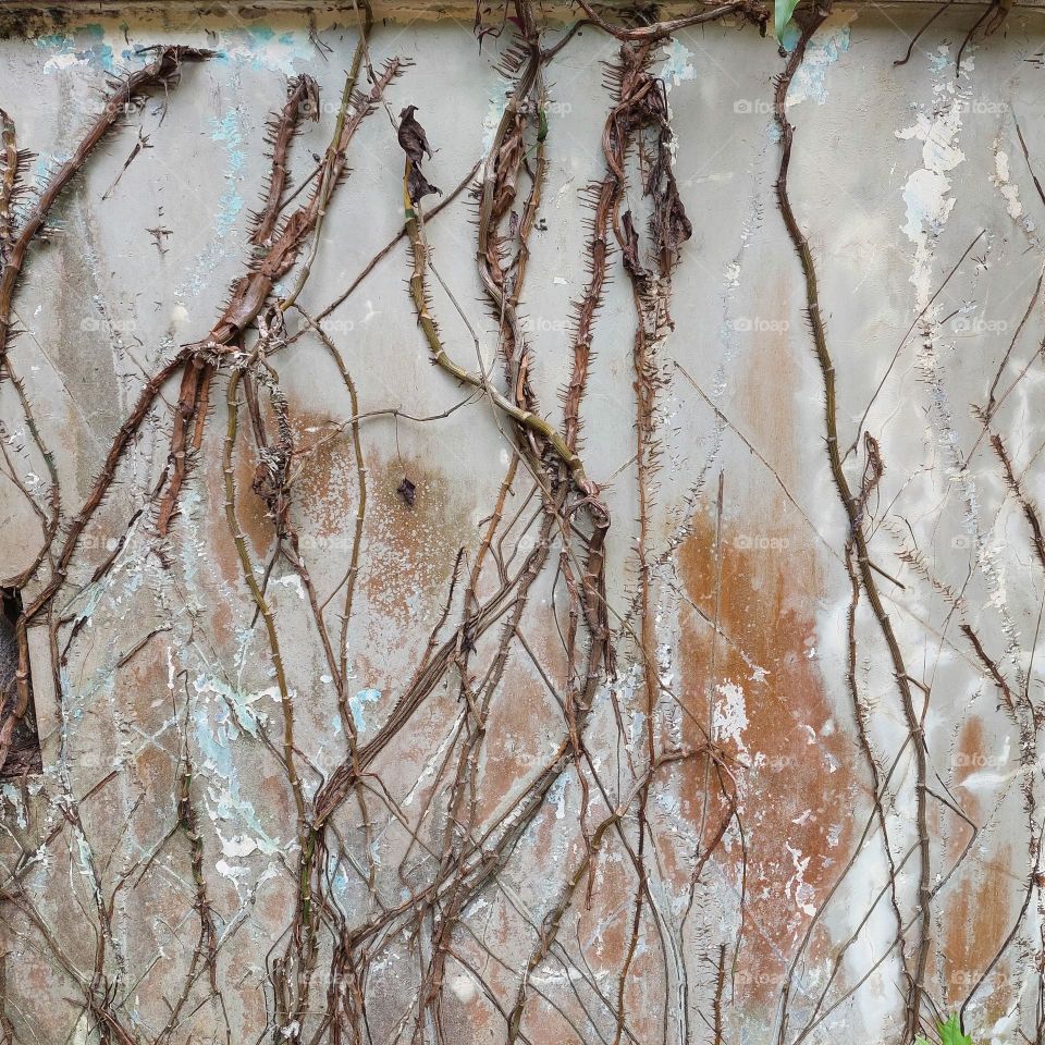 plant roots creeping on the wall