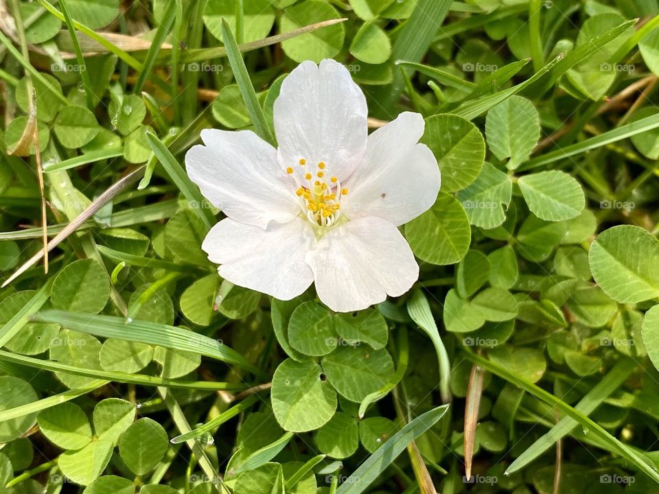 A fallen blossom from a tree sitting on the ground on grass and clover